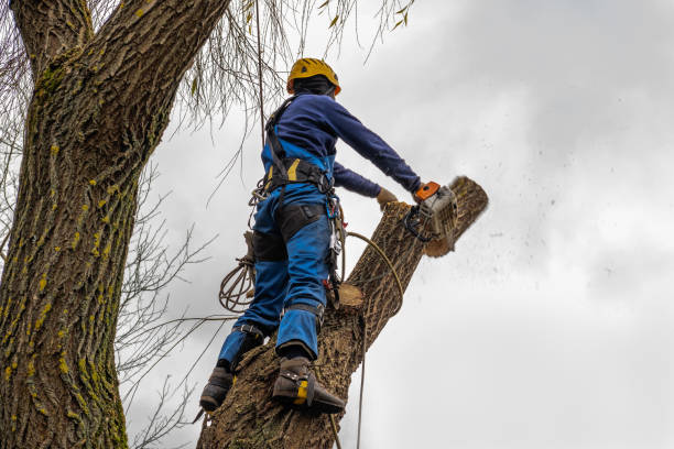 Best Tree Cabling and Bracing  in Noble, OK